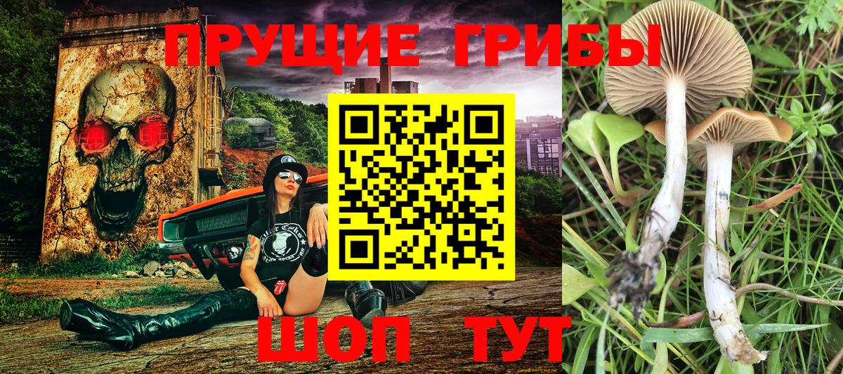 Валуйки  Псилоцибиновые грибы Psilocybine cubensis  Псилоцибиновые грибы прущие грибы  Вход с VPN 